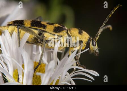 Der Grapeholzbohrer (Chlorophorus varius) Stockfoto