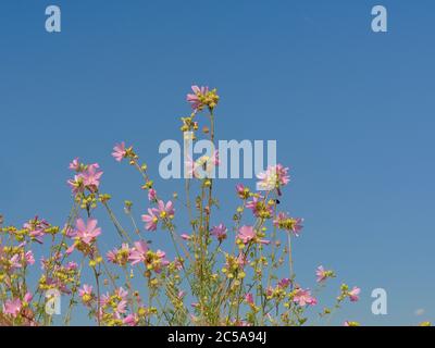 Rosa Malge Blumen auf einem blauen Himmel Hintergrund, niedrige Winkel Ansicht Stockfoto