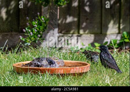 Europäischer Star, sturnus vulgaris, das planschen und das Pränieren im Vogelbad Stockfoto