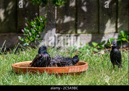 Europäischer Star, sturnus vulgaris, das planschen und das Pränieren im Vogelbad Stockfoto