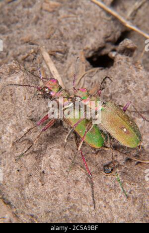 Der Grüne Tigerkäfer (Cicindela campestris) Stockfoto