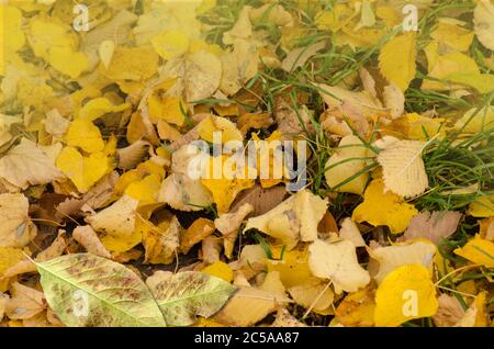 Blatttextur im Herbst. Farbige fallende Blätter. Auf dem Boden liegende Herbstblätter. Stockfoto