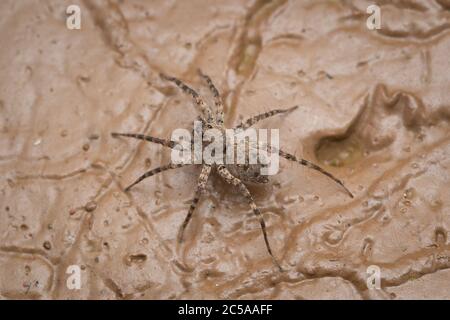 Eine weibliche Wolfsspinne, die vorsichtig auf nassem Schlamm steht. Stockfoto