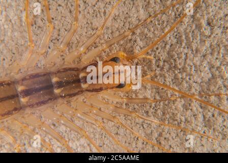Die Scutigera coleoptrata (Haus Tausendfüßler) Stockfoto