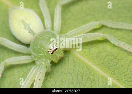 Nahaufnahme einer grünen Jagdspinne, die auf einem Blatt ruht Stockfoto