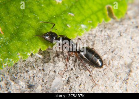 Königin der roten Ameise (Formica rufa) Stockfoto