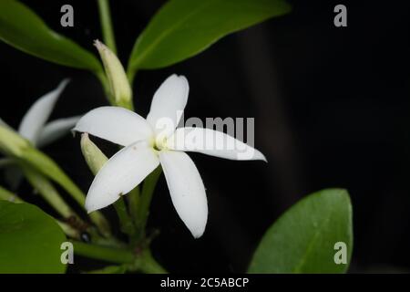 Eine kleine sprinende Spinne (Phlegra prasanna) zur Hand. Stockfoto