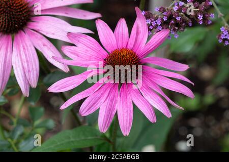 echinacea Blume in rosa Makro Stockfoto