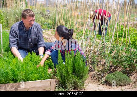 Zwei Angestellte ernten reifen Rosmarin auf dem Feld Stockfoto