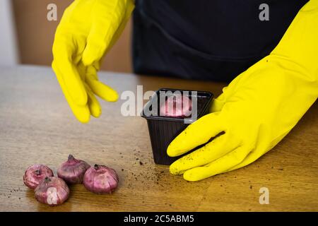 Hände in gelben Handschuhen Pflanzen Blumenzwiebeln in Töpfen und Blumenzwiebeln in der Nähe auf dem Tisch Stockfoto