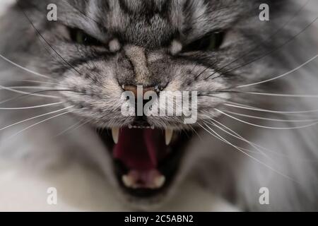 Aggressive Katze Stockfoto