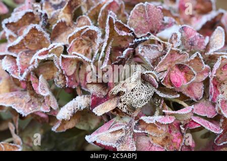 Hortensia macrophylla blüht mit Frostmakro Stockfoto