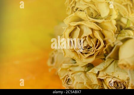 Trockene Rosen auf altem Holzhintergrund. Getrocknete Strauß Rosenblüten. Transienz des Zeitkonzepts Stockfoto