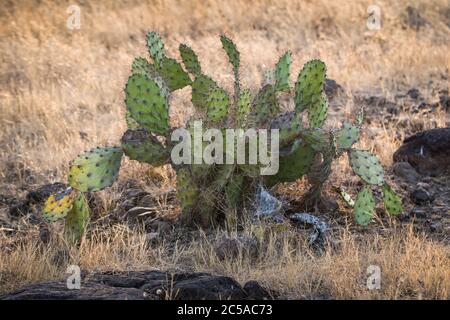 Kaninchenohrkaktus (Opuntia microdasys, Cactaceae) in seinem Lebensraum Stockfoto