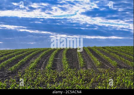 Der Anbau von Weizen auf dem Ackerfeld mit Himmel im Hintergrund Stockfoto