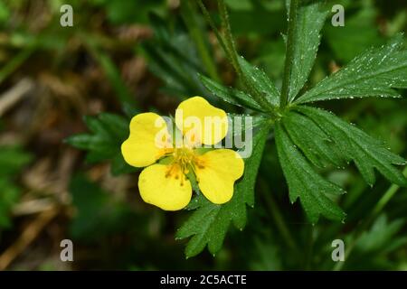 Tormentil 'Potentilla erecta'common cinquefoil, gelb 4 blättrige Blüten. Auf hellsauren Böden in ganz Großbritannien.Wiltshire. Stockfoto