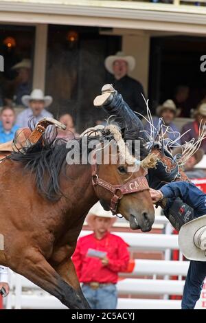 Ein Rodeo-Reiter im Sattel, der beim Calgary Stampede Rodeo Alberta Canada von einem Pferd abgekutscht wird Stockfoto