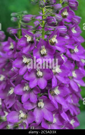 Delphinium Jasmin blüht. Delphinium mehrjährige Blüten. Stockfoto