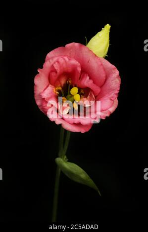 Lisianthus Blume und Knospe isoliert gegen schwarz Stockfoto