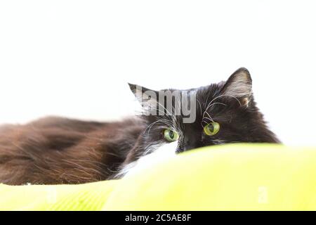 Katze sieht unfreundlich aus dem Sofa, kopieren Raum weißen Hintergrund Stockfoto