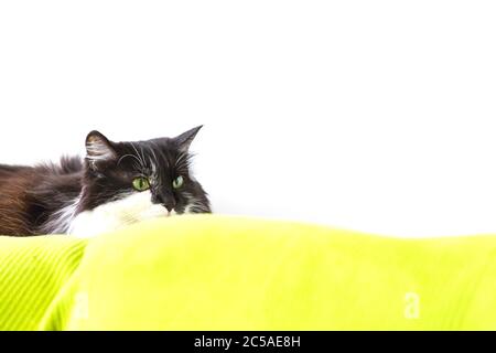 Katze mit wilden Augen bereit, um anzugreifen, kopieren Raum weißen Hintergrund Stockfoto