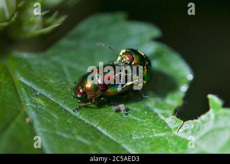 Minzenkäfer (Chrysolina herbacea) Stockfoto