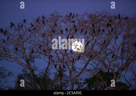 Eine Kolonie von Neotropen Kormoranen (Phalacrocorax brasilianus) bei Einbruch der Dunkelheit im Pantanal, Brasilien Stockfoto