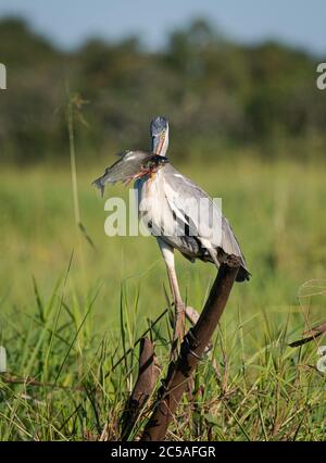 Ein Cocoi Heron (Ardea cocoi) mit einem Curimbatá-Fisch (Prochilodus lineatus) aus dem Norden des Pantanal Stockfoto