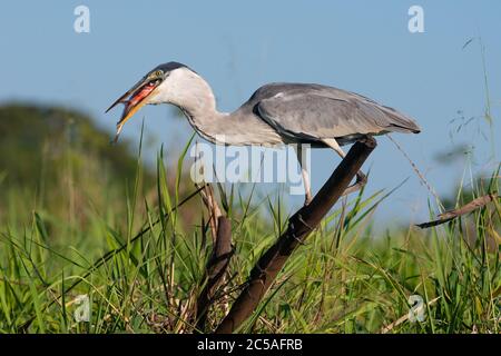 Ein Cocoi Heron (Ardea cocoi) mit einem Curimbatá-Fisch (Prochilodus lineatus) aus dem Norden des Pantanal Stockfoto