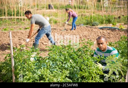 Bauern sammeln Insekten aus Kartoffelblättern im Garten Stockfoto