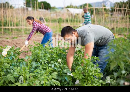 Bauern sammeln Insekten aus Kartoffelblättern im Garten Stockfoto