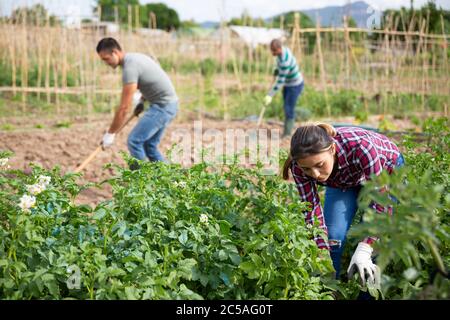 Hispanische Gärtnerin pflücken Kartoffelkäfer aus jungen Büschen in ihrem kleinen Garten am sonnigen Frühlingstag Stockfoto