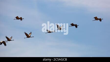 Vögel im Flug. Schar von Kranichen, die aus warmen Ländern in blauen Frühlingshimmel zurückkehren Stockfoto