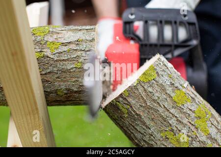 Kettensäge schneidet Holz auf sawhorse Nahaufnahme selektiven Fokus Stockfoto