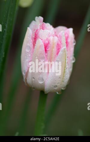 Schöne doppelte rosa Tulpe Doppel Shirley. Rosa Pfingstrose blühte Doppeltulip. Stockfoto