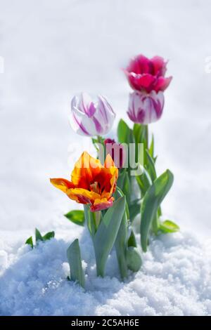 Gemischte Tulpen unter Frühlingsschnee im april. Abnorme Niederschläge im Frühjahr Stockfoto