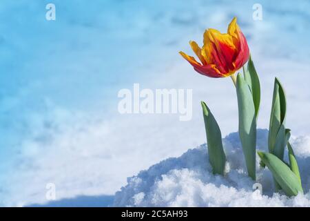 Gemischte Tulpen unter Frühlingsschnee im april. Atypischer Schneefall im Frühjahr Stockfoto