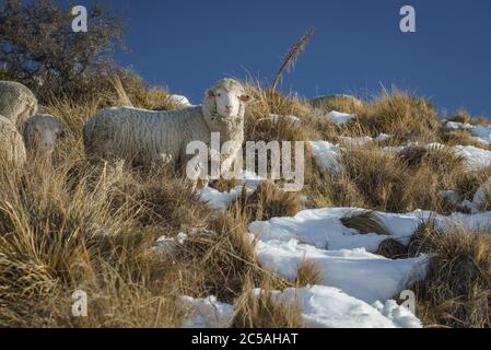 Merino Schafe auf dem verschneiten Boden in Neuseeland Stockfoto