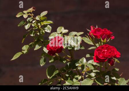Bild eines Astes eines Rosenbusches in voller Blüte mit neutralem Hintergrund Stockfoto