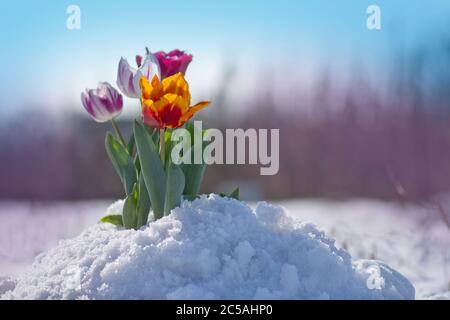 Gemischte Tulpen unter Frühlingsschnee im april. Abnorme Niederschläge im Frühjahr Stockfoto