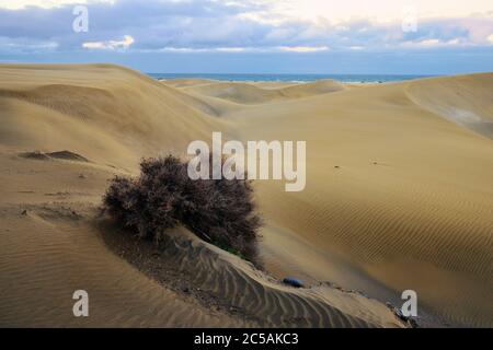 Berühmter Naturpark Maspalomas Dünen auf Gran Canaria am Abend, Kanarische Inseln, Spanien Stockfoto