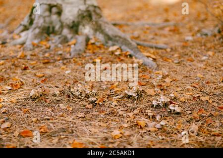 Viele Pilze hebeloma sinapizans im Kiefernwald, unter den gelben Herbstblättern auf dem Boden. Stockfoto