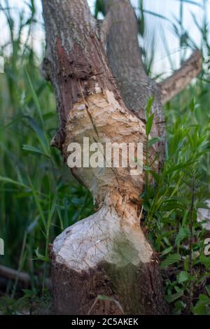 Biber bauen einen Damm in einem Fluss mitten im Wald. Makroaufnahme eines großen Lindenbaums im Wald, der im Frühsommer von Bibern gekaut wurde. Stockfoto