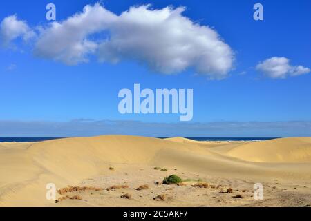 Berühmter Naturpark Maspalomas Dünen auf Gran Canaria am Abend, Kanarische Inseln, Spanien Stockfoto