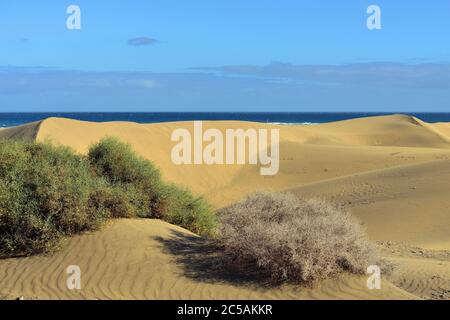 Berühmter Naturpark Maspalomas Dünen auf Gran Canaria am Abend, Kanarische Inseln, Spanien Stockfoto