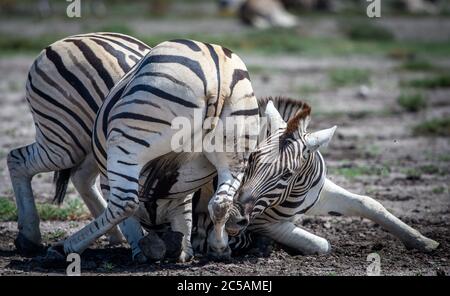 Burchell's Zebras (Equus quagga burchellii) in Spiel kämpfen, Etosha Nationalpark, Namibia Stockfoto