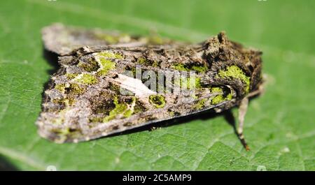 Die Ohrenschurz (Trachea atriplicis) Stockfoto