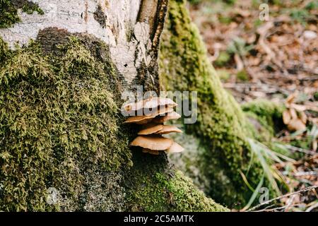Die Pilze auf einem Baum mit Moos überbacken. Stockfoto