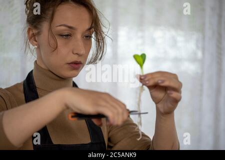 Fröhliche attraktive Mädchen schneidet Wurzeln von Blumensprossen vor dem Pflanzen Stockfoto