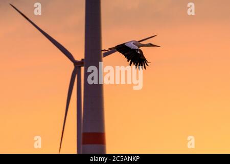 Sythen, NRW, 1. Juli 2020. Ein Storch aus der Gruppe gleitet bei Sonnenuntergang an einer Windturbine vorbei. Eine Gruppe von 12 Wildstörchen, drei Paare mit ihren jetzt erwachsenen Jungen, versammeln sich von verschiedenen Brutplätzen in der Gegend, um auf einem Feld zu sammeln und ihre Flügel zu verbreiten. Die zuvor getrennten Familien werden sich zunehmend als Gruppe versammeln, bevor sie ab August zu ihren Winterstandorten migrieren. Stockfoto